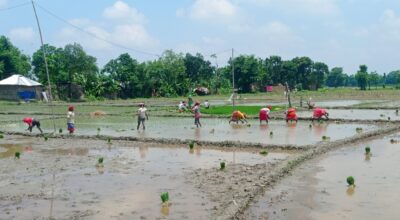 असार १५ः धान दिवस र दही चिउराको सांस्कृतिक पर्व मनाइँदै