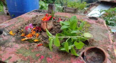 आज हरिशयनी एकादशी, तुलसीको बिरुवा सारिँदै