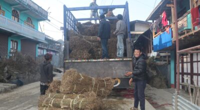 चिराइतो बिक्री नहुँदा किसान चिन्तित