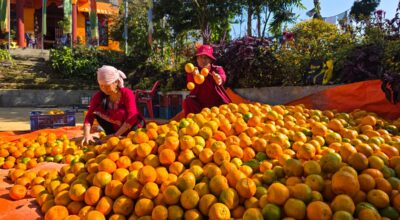 बन्दीपुरका किसान सुन्तलाखेतीप्रति आकर्षित, १० लाख कमाउन बाहिर जान नपर्ने