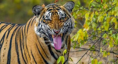 बाघ संरक्षण अभियान: पुस १ देखि राष्ट्रिय निकुञ्जमा बाघ गणना सुरु