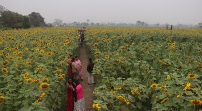 सूर्यमुखी बगानले बढायो कृषि पर्यटन