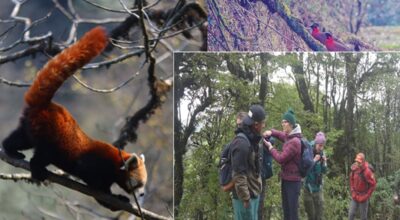 रेडपाण्डा संरक्षणसँगै पर्यटन प्रवर्द्धन : सन्दकपुरमा महोत्सव