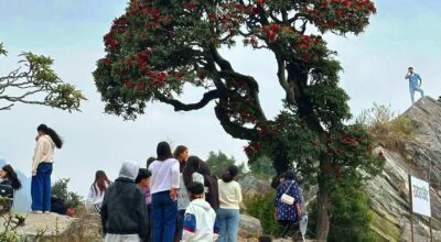 गुराँस हेर्न रायराँयकोट