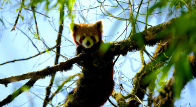 पूर्वी पहाडमा कसरी चम्कियो ‘रेडपाण्डा–पर्यटन’ ?