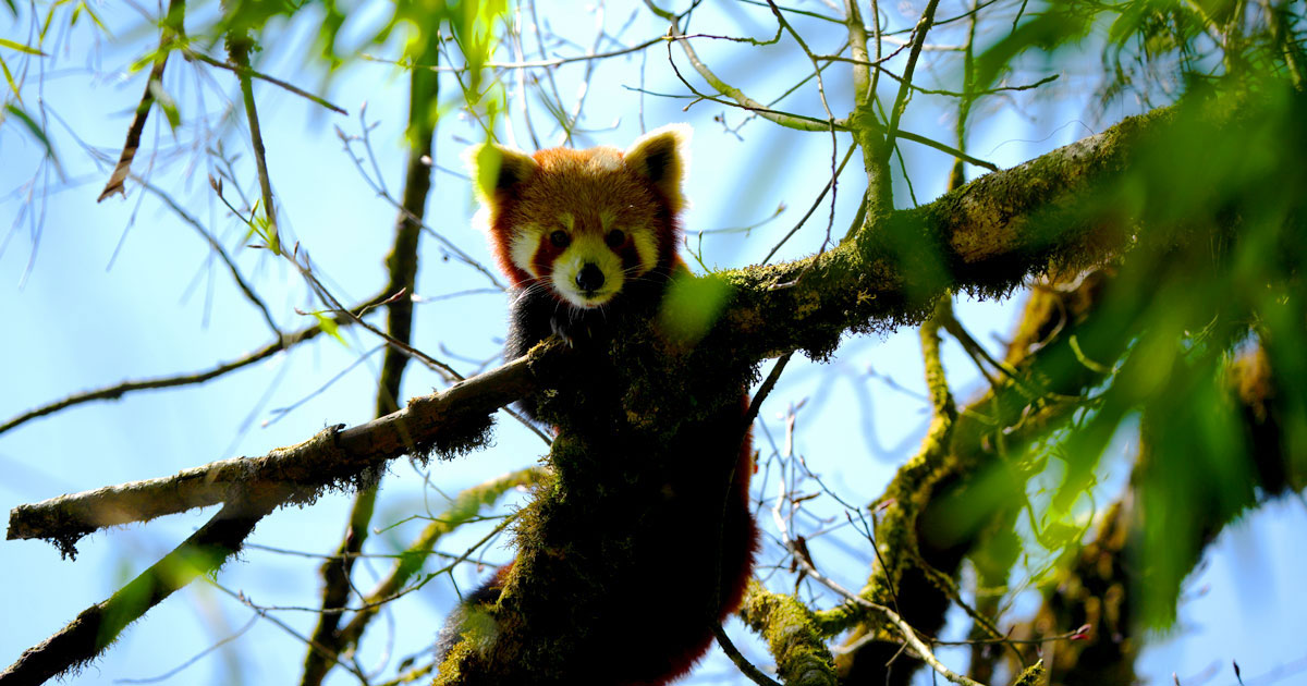 पूर्वी पहाडमा कसरी चम्कियो ‘रेडपाण्डा–पर्यटन’ ?