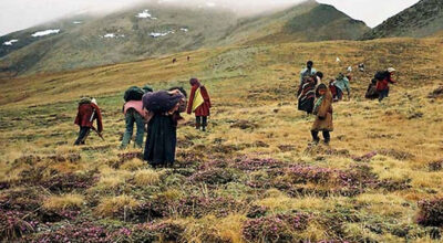 मनाङमा यार्सागुम्बा सङ्कलन सुरु