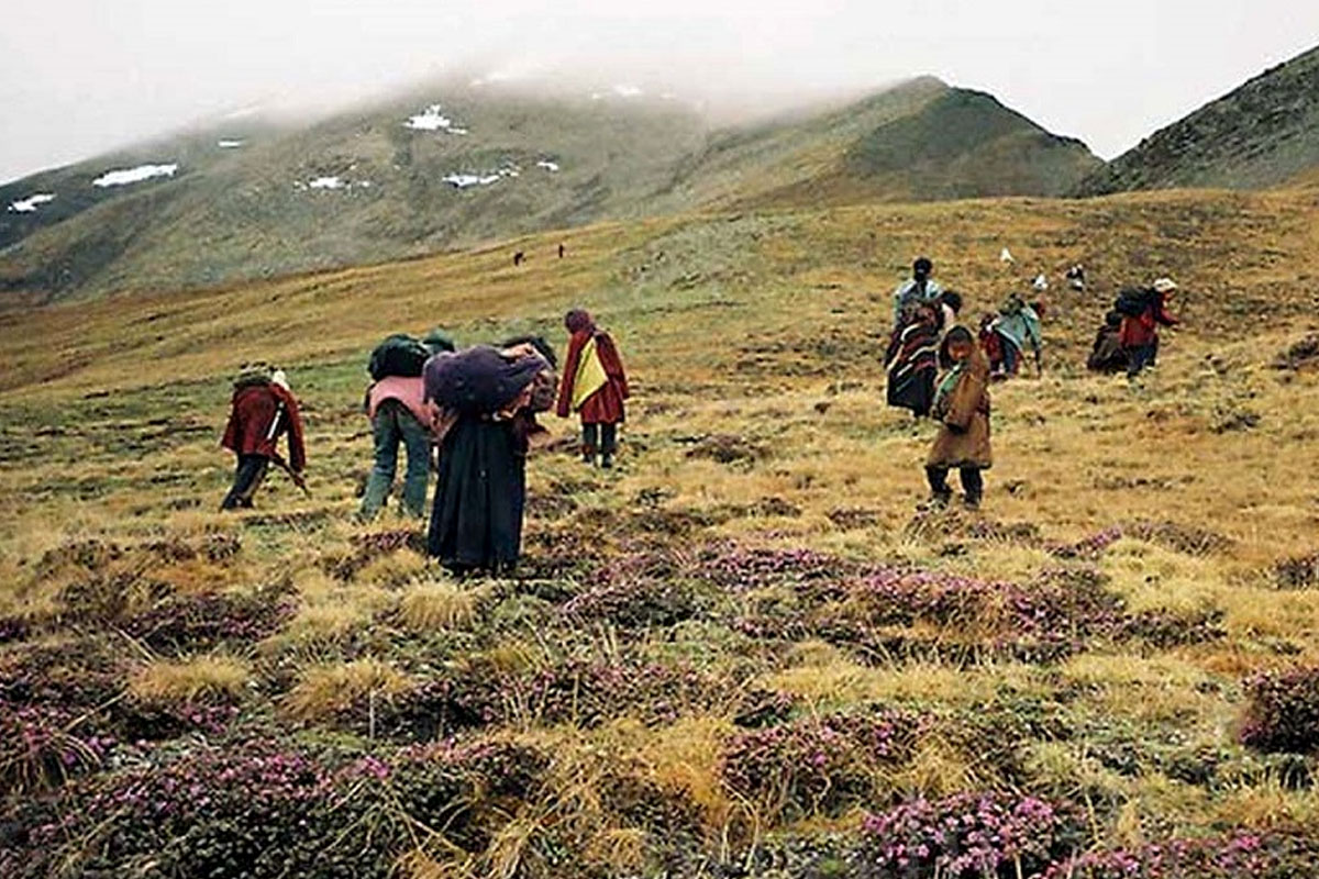 मनाङमा यार्सागुम्बा सङ्कलन सुरु