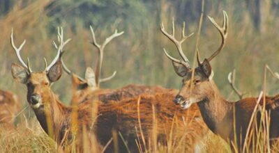 हेड काउन्ट विधिबाट शुक्लाफाँटामा बाह्रसिङ्गा गणना