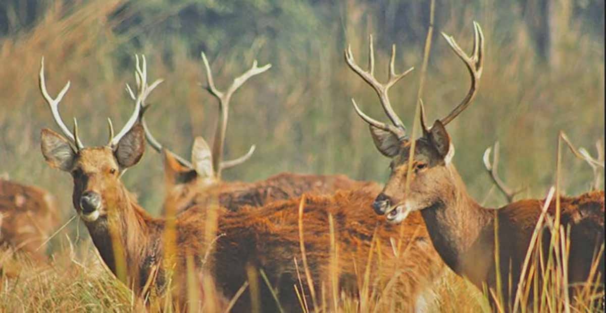हेड काउन्ट विधिबाट शुक्लाफाँटामा बाह्रसिङ्गा गणना