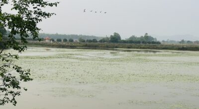 ओझेलमा देवीदह, संरक्षण नहुँदा चराको बासस्थान मासिँदै