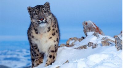 ढोरपाटनमा पहिलो पटक हिउँ चितुवा गणना गरिँदै