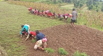 हराउँदै रैथाने बाली : कोदोमा देखिएको सम्भावना
