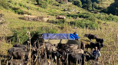 म्याग्दीका पशुगोठ बेँसी झर्न थाले